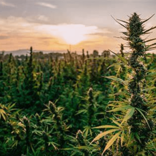 Field of Cannabis